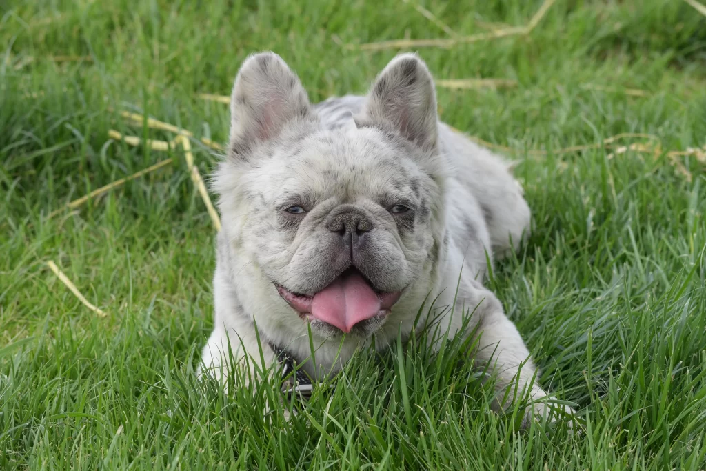 Fluffy French Bulldog BluFrenchibles