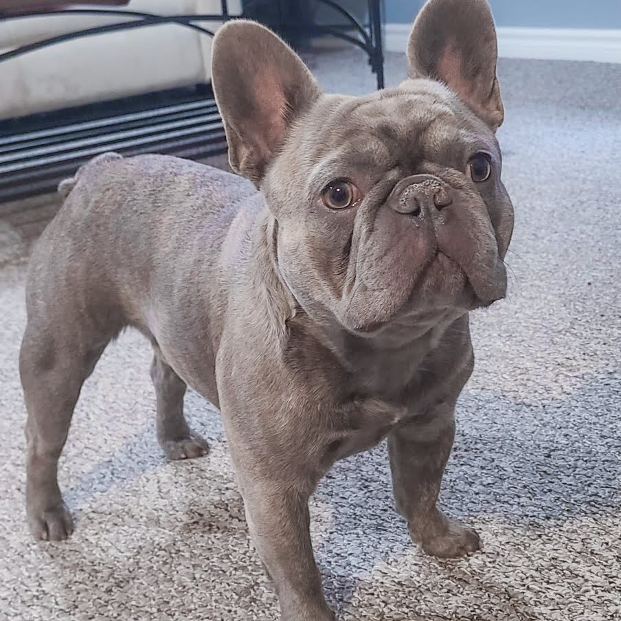 Stud my hot sale french bulldog