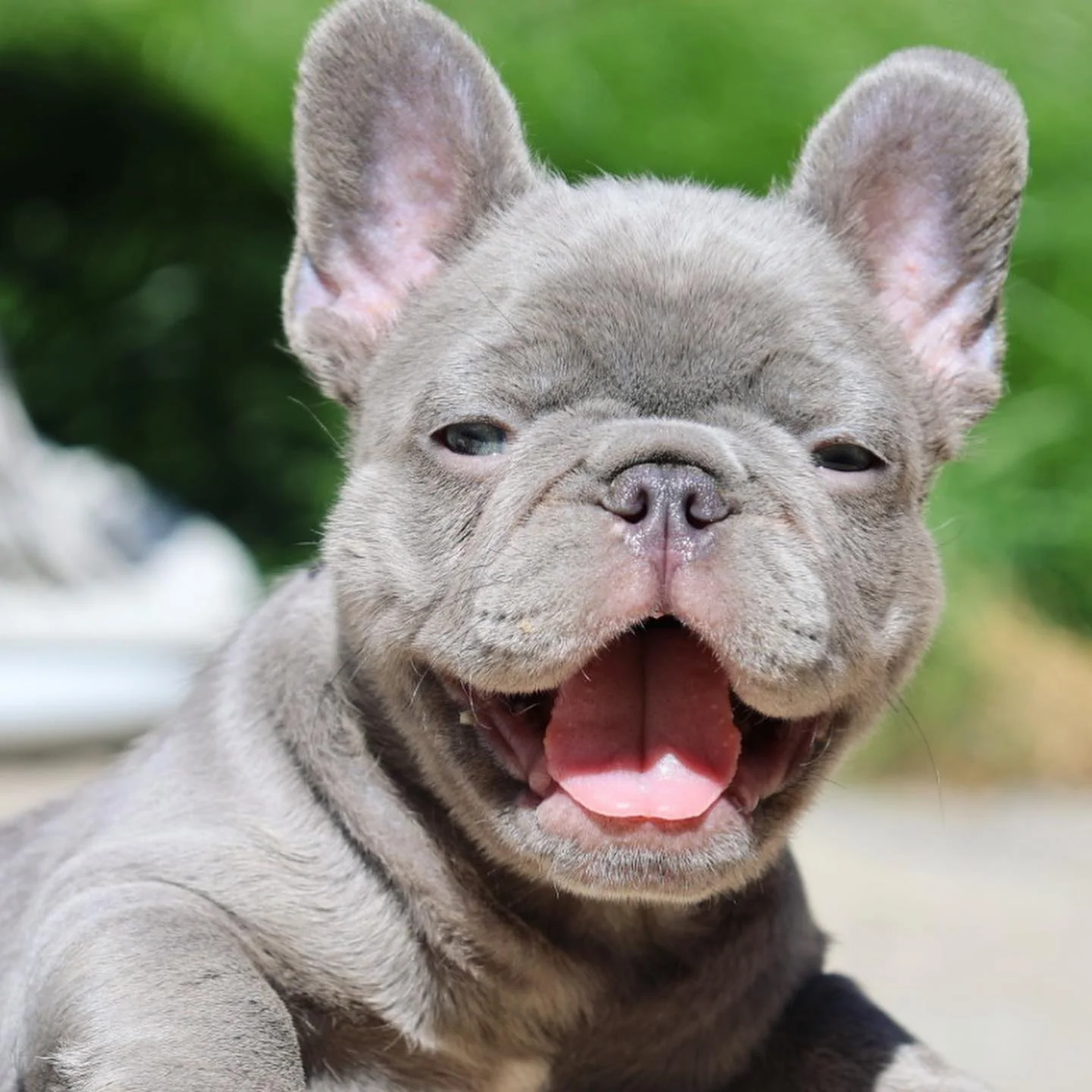 Understanding the Unique French Bulldog Breed - BluFrenchibles