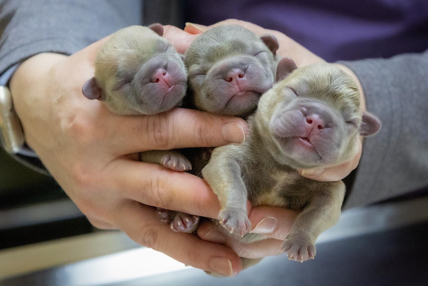 Lilac French Bulldog Puppies held in someones hand.