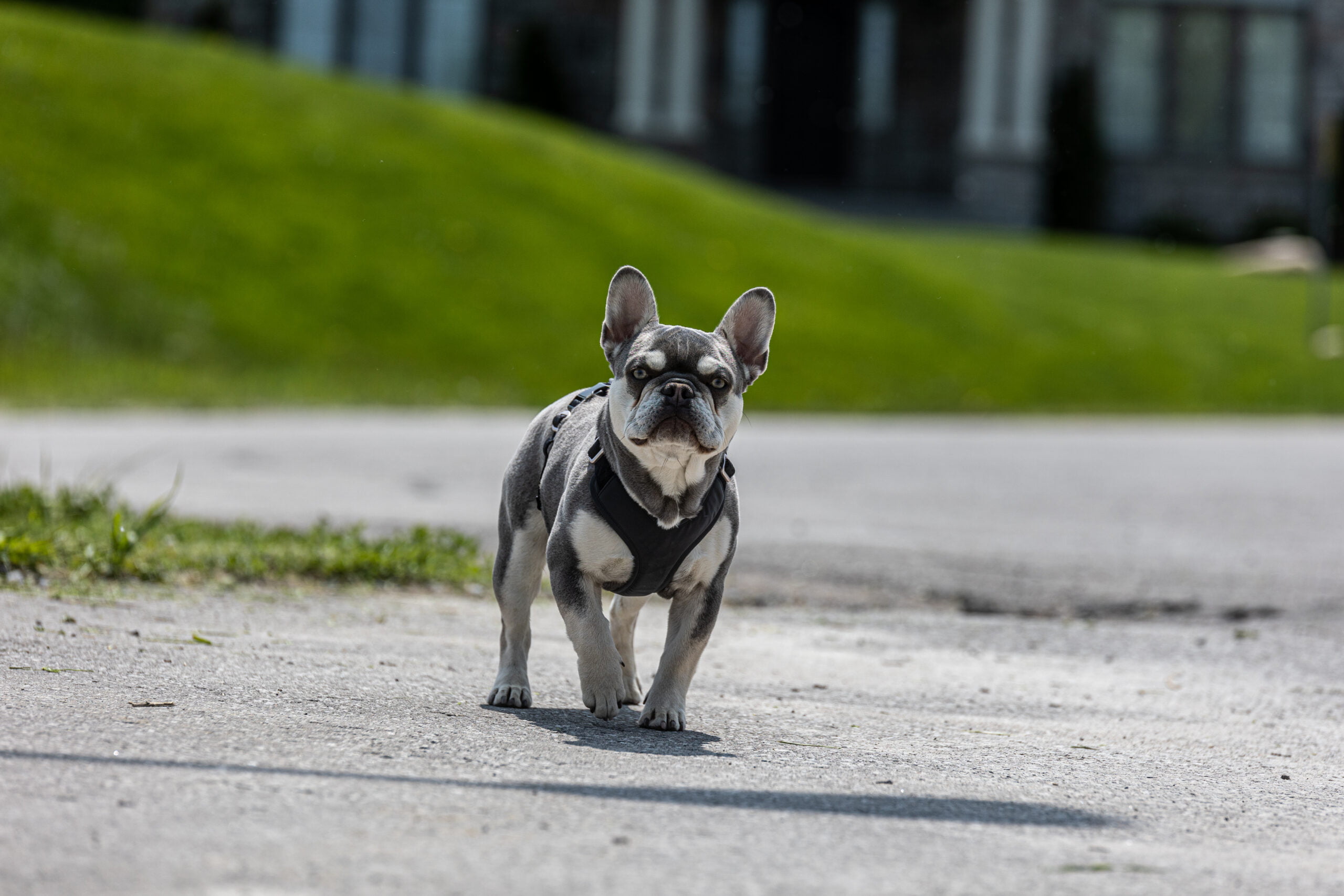 French Bulldog off in the distance