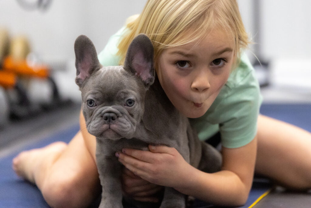 House of hot sale color french bulldogs