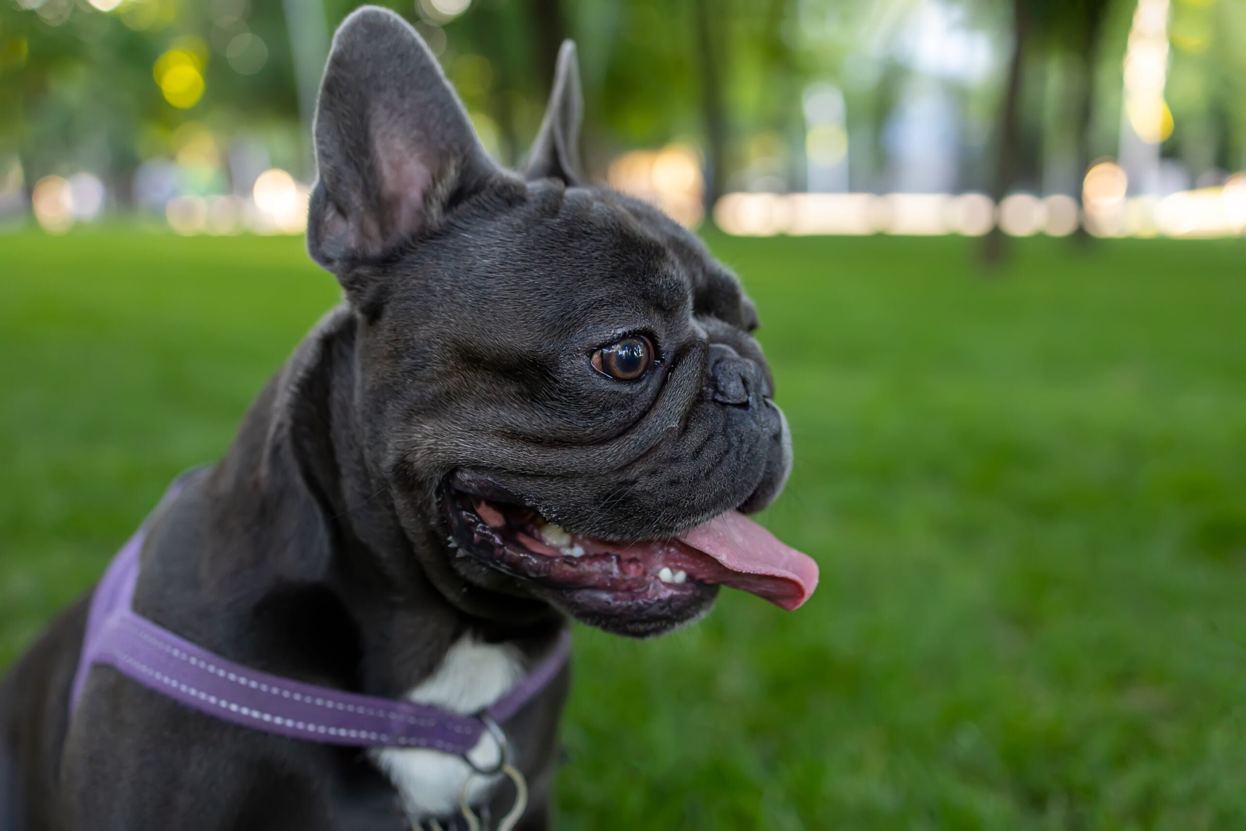 French bulldog health store panel