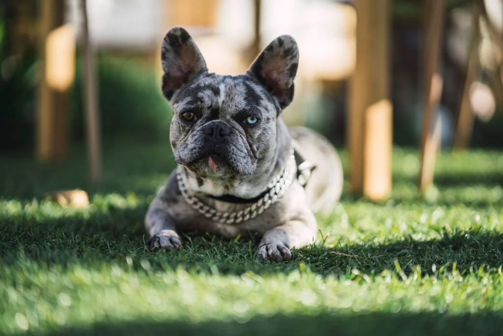 Grey merle fashion french bulldog