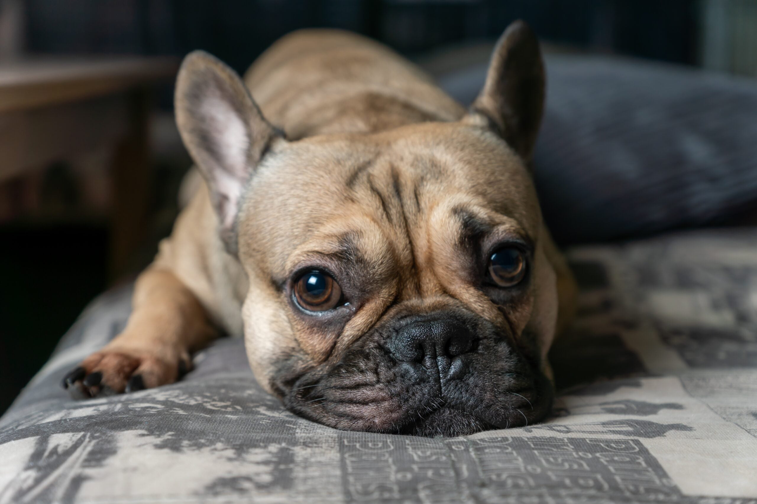 Fawn Frenchie laying down Looks at the Camera