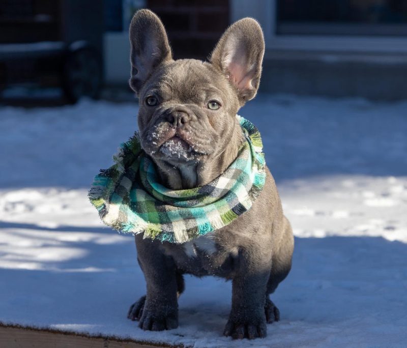 Ckc french bulldog puppies for sale hotsell