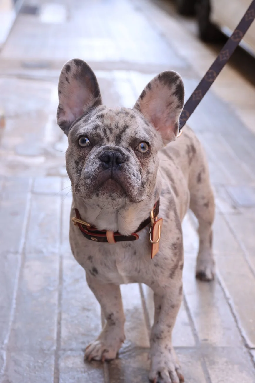 Blue merle bulldog full grown best sale