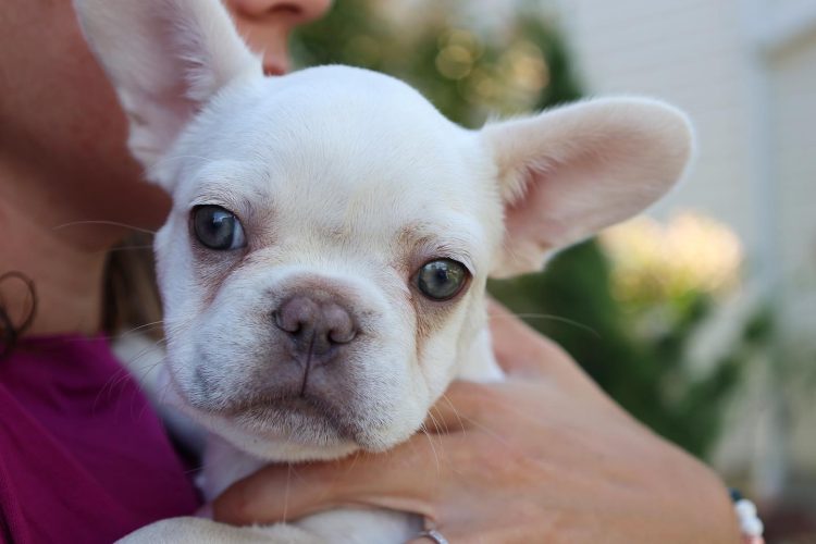 Titan the French Bulldog stud being held.