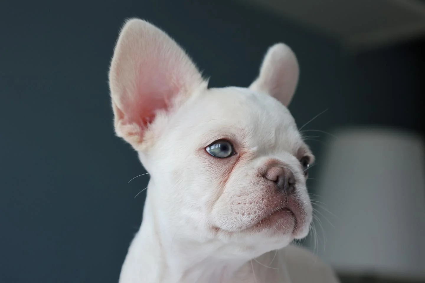 Real french bulldog orders puppies for